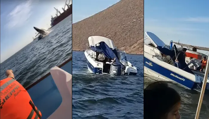 Ballena cae sobre yate en Topolobampo; videos revelan momento