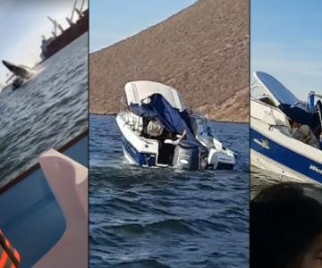 Ballena cae sobre yate en Topolobampo; videos revelan momento