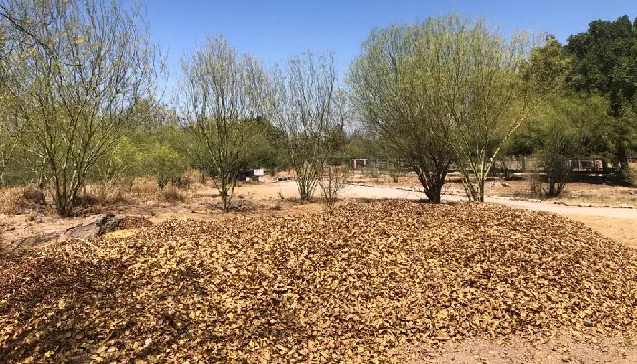 Zacate buffel debe ser erradicado para dejar de ser arrancado