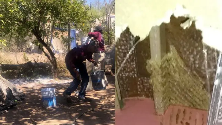Continúan llamados de auxilio por abejas en Etchojoa