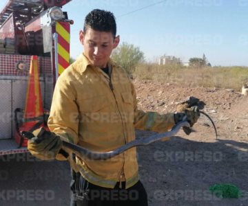 ¡Ojo! Presencia de serpientes al interior de las viviendas aumenta con el calor