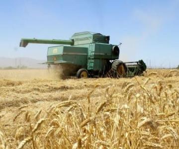 Caída del dólar pega a agricultores del Valle del Mayo