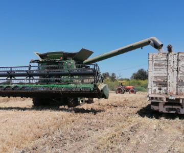 Cultivo de trigo en el Valle del Yaqui tiene buenos rendimientos