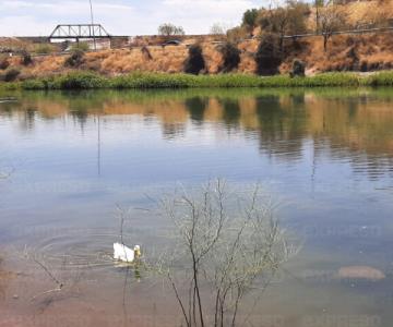 Humedal La Sauceda ya alcanza la mitad de su capacidad