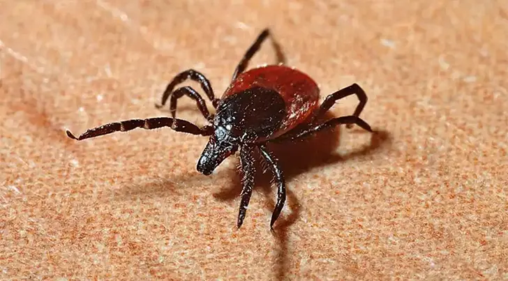 Van 40 casos de rickettsia registrados en Sonora este año
