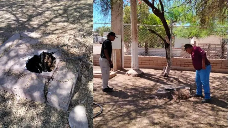Bomberos de Etchojoa siguen atendiendo reportes por abejas